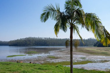 Palm trees at the Oriental Park at Ribeirao Pires, Brazil. clipart