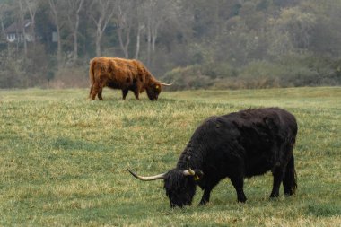 A black and a brown Highlander cow grazing on the field of The National Park Lentevreugd in Wassenaar, The Netherlands. clipart