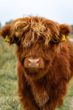 Portait of a highlander cow, in the National Park Lentevreugd in Wassenaar, The Netherlands. clipart