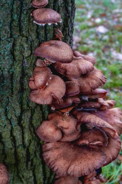Autumn 'da ağaçta yetişen mantarlara çok yakın. Hollanda 'da bir ormanda.