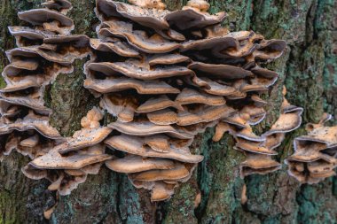 Autumn 'da ağaçta yetişen mantarlara çok yakın. Hollanda 'da bir ormanda.