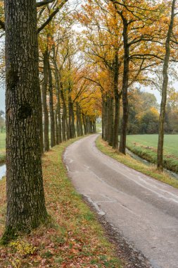 Schalkwijk 'te sonbahar renkleri. Hollanda 'nın kırsal kesimi.
