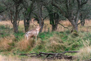 Ulusal parktaki Fallow geyiği Amsterdamse waterleidin gduinen, Hollanda.