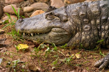 Brezilya 'daki Sao Paulo Hayvanat Bahçesinde yatan bir timsah..