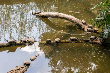 Bir grup küçük kaplumbağa Brezilya 'daki Sao Paulo Hayvanat Bahçesi' nin gölündeki bir ağaç gövdesine saldırıyor..