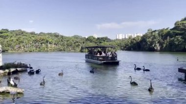 4 Mart 2025. Brezilya 'daki So Paulo hayvanat bahçesindeki gölde bir turbot..