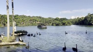 4 Mart 2025. Brezilya 'daki So Paulo hayvanat bahçesindeki gölde bir turbot..