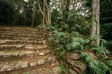 Jardim Botanik Bahçesi, Sao Paulo, Brezilya.
