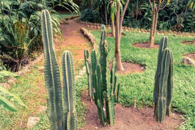 Brezilya 'nın Sao Paulo kentindeki Jardim Botanik Bahçesinde kaktüs bitkileri.