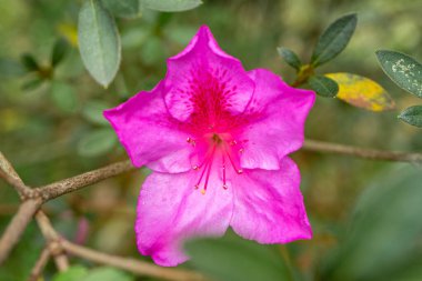 Güzel ve renkli bitkiler ve çiçekler. Brezilya, Sao Paulo 'daki Jardim Botanik Bahçesinde..
