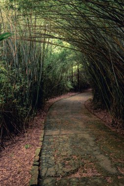 Bambu tüneli olan güzel bir yol. Brezilya, Sao Paulo 'daki Jardim Botanik Bahçesinde..