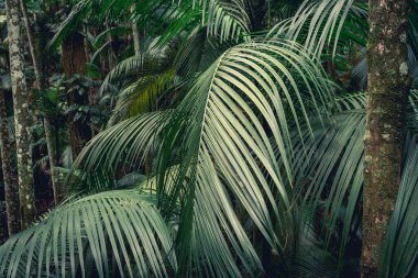 Tropikal palmiye yapraklarından yaklaş. Sao Paulo 'daki Jardim Botanik Bahçesinde. Brezilya.
