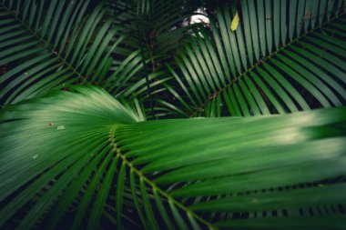 Tropikal palmiye yapraklarından yaklaş. Sao Paulo 'daki Jardim Botanik Bahçesinde. Brezilya.