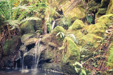 Küçük şelale. Jardim Botanik Bahçesinde, Sao Paulo, Brezilya.