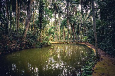 Küçük bir göldeki yansıma. Jardim Botanik Bahçesinde, Sao Paulo, Brezilya.