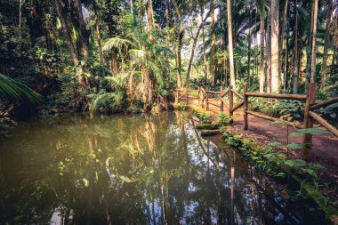 Küçük bir göldeki yansıma. Jardim Botanik Bahçesinde, Sao Paulo, Brezilya.