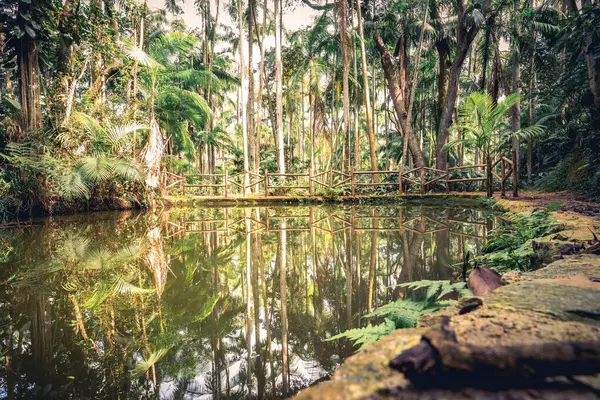Küçük bir göldeki yansıma. Jardim Botanik Bahçesinde, Sao Paulo, Brezilya.