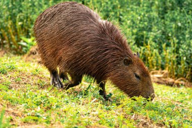 Capibara, Brezilya 'nın Sao Paulo kentindeki Horto Florestal Park' ında otluyor..