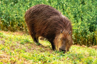 Capibara, Brezilya 'nın Sao Paulo kentindeki Horto Florestal Park' ında otluyor..