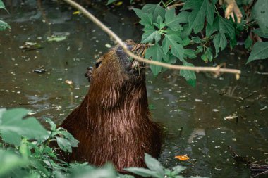 Capibara, Brezilya 'nın Sao Paulo kentindeki Horto Florestal Park' ında otluyor..