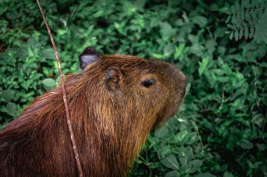 Capibara, Brezilya 'nın Sao Paulo kentindeki Horto Florestal Park' ında otluyor..