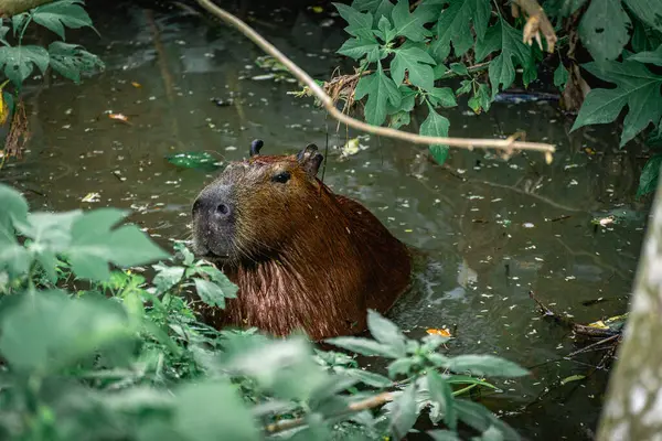 Capibara, Brezilya 'nın Sao Paulo kentindeki Horto Florestal Park' ında otluyor..