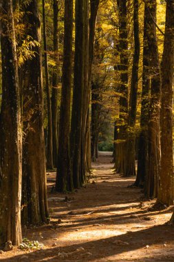 Brezilya, Sao Paulo 'daki Horto Floresta Parkı' nda güzel bir orman..