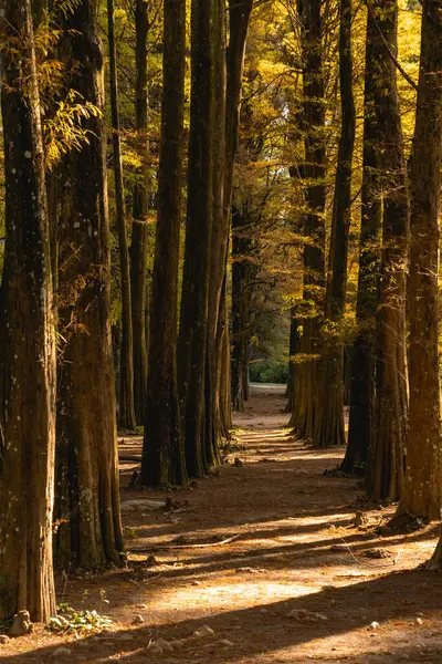 Brezilya, Sao Paulo 'daki Horto Floresta Parkı' nda güzel bir orman..