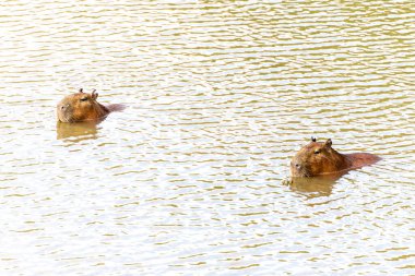 Capibara, Brezilya 'nın Sao Paulo kentindeki Horto Florestal Park' ta gölde yüzüyor..