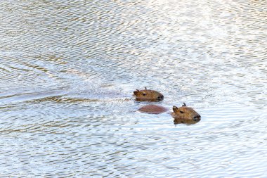 Capibara, Brezilya 'nın Sao Paulo kentindeki Horto Florestal Park' ta gölde yüzüyor..