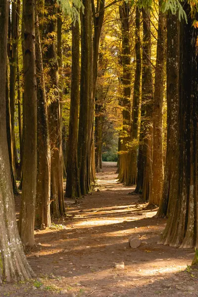 Brezilya, Sao Paulo 'daki Horto Floresta Parkı' nda güzel bir orman..