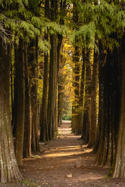 Brezilya, Sao Paulo 'daki Horto Floresta Parkı' nda güzel bir orman..
