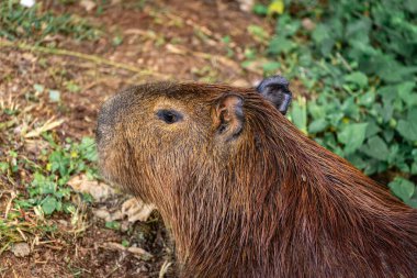 Capibara, Brezilya 'nın Sao Paulo kentindeki Horto Florestal Park' ında otluyor..