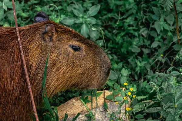 Capibara, Brezilya 'nın Sao Paulo kentindeki Horto Florestal Park' ında otluyor..