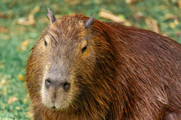 Capibara, Brezilya 'nın Sao Paulo kentindeki Horto Florestal Park' ında otluyor..