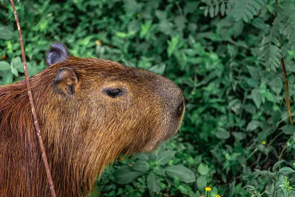 Capibara, Brezilya 'nın Sao Paulo kentindeki Horto Florestal Park' ında otluyor..