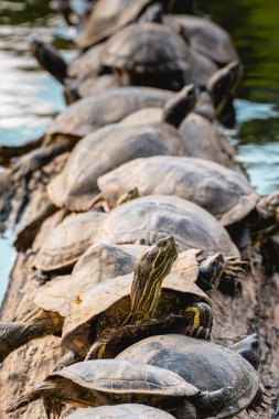 Bir grup kaplumbağa, Brezilya 'nın Sao Paulo kentindeki Horto Çiçek Parkı' nda göldeki bir ağaçta..