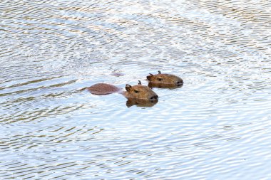 Capibara, Brezilya 'nın Sao Paulo kentindeki Horto Florestal Park' ında otluyor..