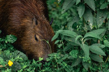 Capibara, Brezilya 'nın Sao Paulo kentindeki Horto Florestal Park' ında otluyor..