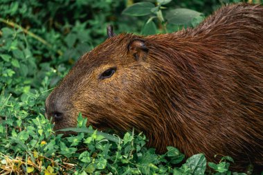 Capibara, Brezilya 'nın Sao Paulo kentindeki Horto Florestal Park' ında otluyor..