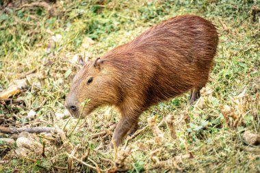 Capibara, Brezilya 'nın Sao Paulo kentindeki Horto Florestal Park' ında otluyor..