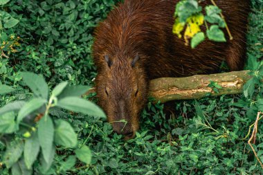 Capibara, Brezilya 'nın Sao Paulo kentindeki Horto Florestal Park' ında otluyor..
