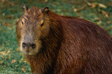 Capibara, Brezilya 'nın Sao Paulo kentindeki Horto Florestal Park' ında otluyor..