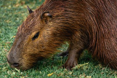 Capibara, Brezilya 'nın Sao Paulo kentindeki Horto Florestal Park' ında otluyor..