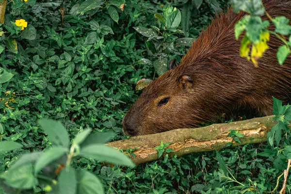 Capibara, Brezilya 'nın Sao Paulo kentindeki Horto Florestal Park' ında otluyor..