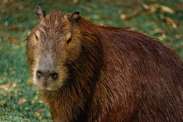 Capibara, Brezilya 'nın Sao Paulo kentindeki Horto Florestal Park' ında otluyor..