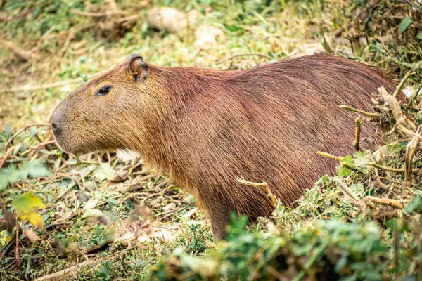 Capibara, Brezilya 'nın Sao Paulo kentindeki Horto Florestal Park' ında otluyor..