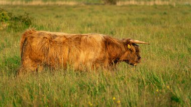 Lentevreugd, Wassenaar 'daki İskoçyalı inekler. Hollanda 'da..