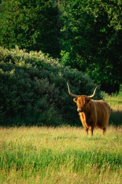 Lentevreugd, Wassenaar 'daki İskoçyalı inekler. Hollanda 'da..