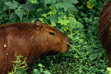 Capibara, Brezilya 'nın Sao Paulo kentindeki Horto Florestal Park' ında otluyor..